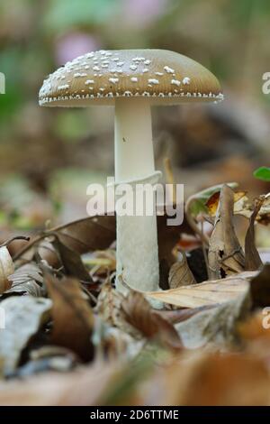 Panther Cap Pilz auf Buchenwald Boden, Amanita pantherina. Stockfoto