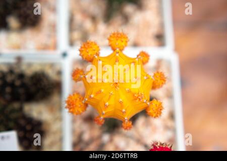 Selektiver Fokus Stehen ziemlich kleiner Kaktus mit einer Orange Blume Oben Stockfoto