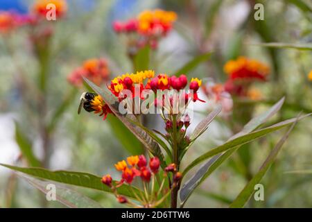 Tropische Milchkrautpflanze in einem Garten in South Carolina. Eine Biene sammelt Pollen aus den leuchtend gelben und roten Orangenblüten. Stockfoto