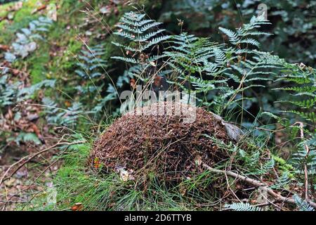 ANT Hügel gebaut von Holz Ameisen, Hardcastle Crags, Hebden Brücke Stockfoto