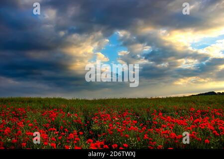 Landschaft mit schönem Sonnenuntergang über Mohn Feld. Sommerabend auf dem Land. Stockfoto