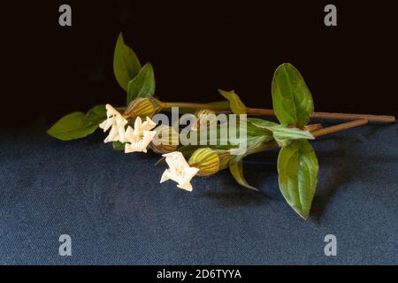 Silene latifolia mit grünem Blatt und weißer Blume auf schwarzem Hintergrund. Blühende Pflanze zum Jahr Laufzeit Stockfoto