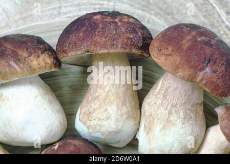 Frisch gepflückte Steinpilze auf einer Holzplatte. Pilze Hintergrund. Stockfoto