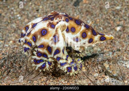 Blue Ringed Octopus, Hapalochlaena lunulata, setzen auf eine brillante Anzeige. Dumaguete, Dauin, Negros, Philippinen, Pazifischer Ozean Stockfoto