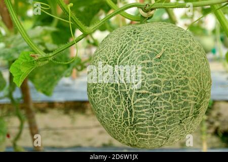 Eine fast reife Muskmelone Frucht auf in den Bäumen in der Gewächshaus Stockfoto