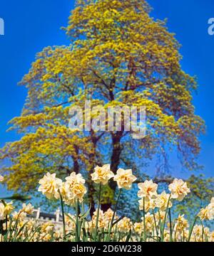 Narcissus Blume Hybriden in voller Sonne, Frühling Stockfoto