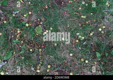 Draufsicht auf ein Grasfeld gefüllt mit gefallenen Äpfeln von einem Baum. Wild wachsende grüne Äpfel Stockfoto