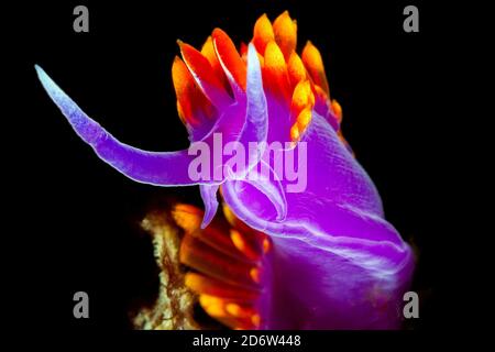 Spanische Shawl Nudibranch, Flabellina iodinea, Sea of Cortez, Mexiko, Pazifischer Ozean Stockfoto