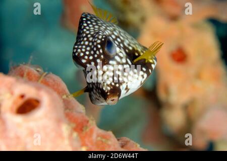 Glatte Trunkfish, Lactophrys triqueter, Curacao, ABC-Inseln, Niederländische Antillen, Karibik, Atlantik Stockfoto