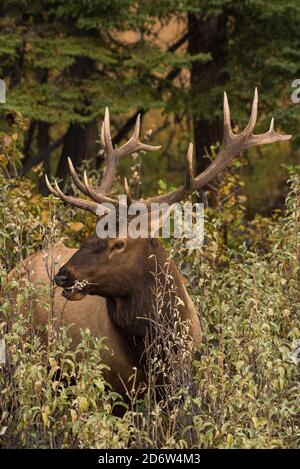 Bull Elk (Wapiti), Banff National Park, Alberta, Kanada Stockfoto