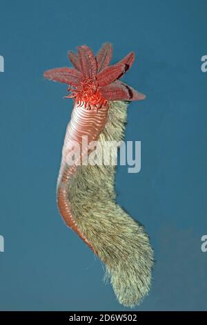 Tiefsee-Polychaete, nur an Hydrothermalquellen im Pazifischen Ozean gefunden, Tiefsee-pompeji-Wurm, Alvinella pompejana, Diorama Stockfoto