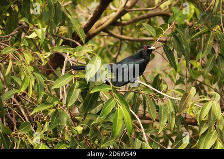 Asiatische Koel Vogel auf Zweig des Baumes Stockfoto