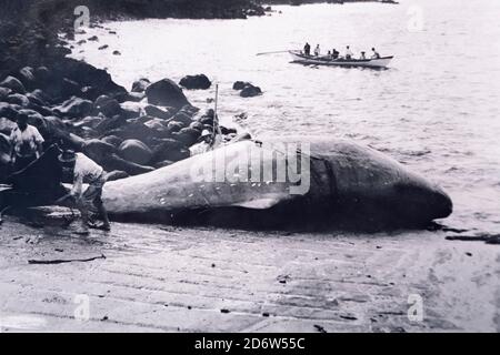 Historisches Bild von Walfangboot und gefangengenommenen Pottwal, Physetter macrocephalus, Capelas, San Miguel Island, Azoren, Portugal, Atlantik Stockfoto