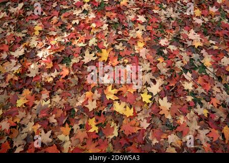 Hintergrund der roten, gelben und orangen Ahornblätter verstreut auf dem Boden im Herbst, Vancouver, British Columbia, Kanada Stockfoto