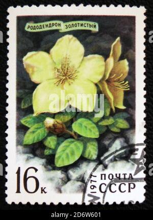 MOSKAU, RUSSLAND - 7. JANUAR 2017: Eine in der UdSSR gedruckte Briefmarke zeigt die Blume des Rhododendron aureum Georgi, um 1977 Stockfoto