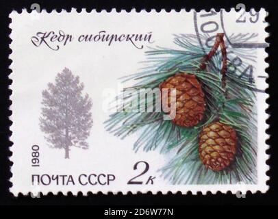 MOSKAU, RUSSLAND - 12. FEBRUAR 2017: Briefmarke gedruckt in der UdSSR (CCCP, sowjetunion) zeigt Silhouette der sibirischen Kiefer und Zweig mit Nadeln und Kegel Stockfoto