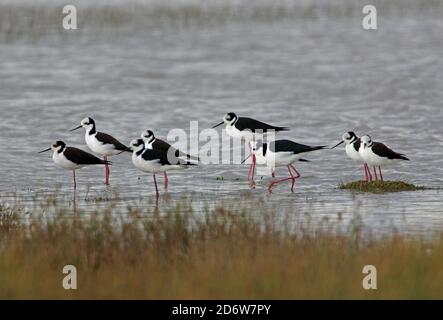 Südamerikanische Stit (Himantopus melanurus) Gruppe von Erwachsenen, die im seichten Wasser Jujuy, Argentinien, stehen Januar Stockfoto