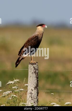 Südlicher Crested Caracara (Polyborus plancus) Erwachsener auf Zaunpfosten in Pampas Buenos Aires Provinz, Argentinien Januar Stockfoto