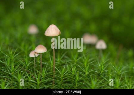 Einige kleine Pilze, wahrscheinlich Melken Hauben, wächst in Haircap Moos Stockfoto