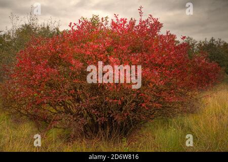 Schwarze Kirsche in Herbstfarben, ein Strauch mit schönen roten Blättern in einem Purple Moor Gras Feld unter einem dunklen Himmel Stockfoto