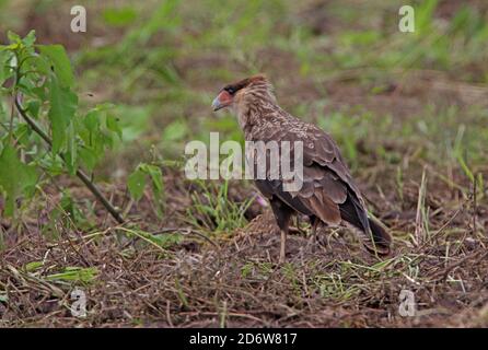 Südlicher Crested Caracara (Polyborus plancus) unreif stehend auf Ackerfeld Jujuy, Argentinien Januar Stockfoto