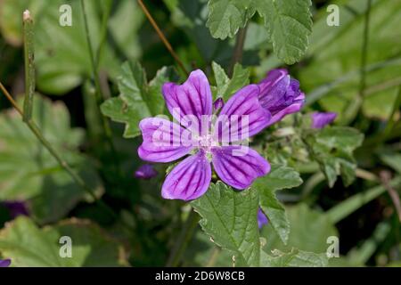 Blume der Gemeinen Malve Malva sylvestris Stockfoto