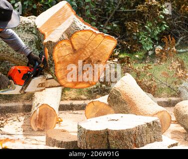 Ein großer Baum wird von einem Wohneigentum entfernt, nachdem er von einem starken Windsturm durch einen Landschaftsgärtner fiel, der ihn mit einer Kettensäge aufschneide. Stockfoto