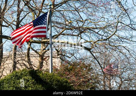 Zwei amerikanische Flaggen, die im frühen Frühjahr im Wind wehen und durch die Äste von Bäumen ohne Blätter schauen. Stockfoto