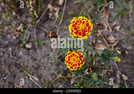 Nahaufnahme der wunderschönen Ringelblume (Tagetes erecta, mexikanisch, aztekisch oder französisch Ringelblume) im Garten Stockfoto