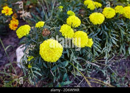 Nahaufnahme der wunderschönen Ringelblume (Tagetes erecta, mexikanisch, aztekisch oder französisch Ringelblume) im Garten Stockfoto