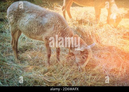 Ziegen fressen Heu in der Sonne. Zwei Hausziegen an einem sonnigen Sommertag. Stockfoto