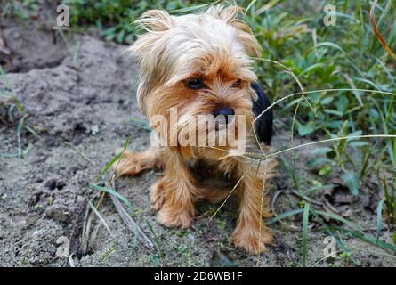 Schöne yorkshire Terrier auf einem Gras warten auf Spiel. Portrait von netten Hund. Stockfoto