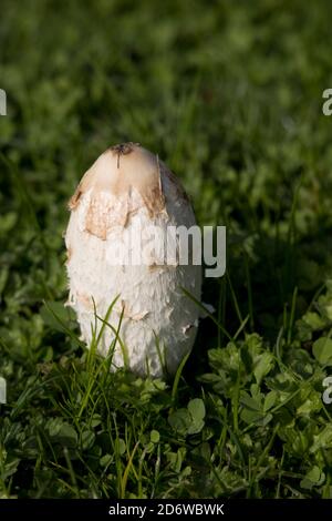 Shaggy Inkcap Fungi Coprinus comatus zu einem späteren Zeitpunkt in Wiese Cotswolds UK auch als Richter Perücke oder Rechtsanwälte Perücke bekannt und wie es reift produziert Tinte. Stockfoto