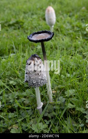 Shaggy Inkcap Fungi Coprinus comatus zu einem späteren Zeitpunkt in Wiese Cotswolds UK auch als Richter Perücke oder Rechtsanwälte Perücke bekannt und wie es reift produziert Tinte. Stockfoto