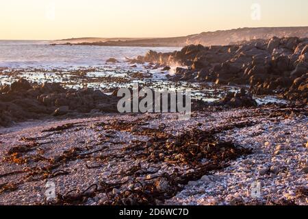 Die Rocky Coast des Namaqua National Park, an der Westküste Südafrikas, bei Sonnenuntergang, mit aufgespülten Kelp und zahlreichen zerbrochenen Muschelfragmenten Stockfoto