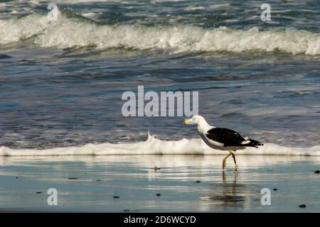 Eine Kapmöwe, Larus vetula, Wandern in der Brandung am Strand im Namaqua National Park an der Westküste von Südafrika Stockfoto