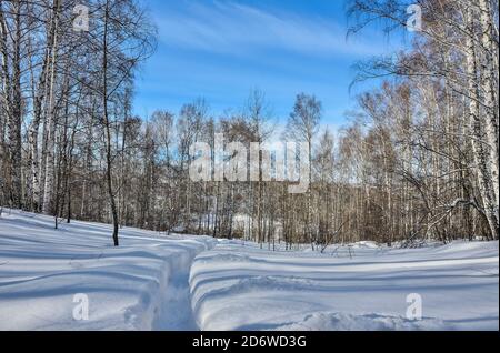 Wunderschöne Winterlandschaft - schmaler Weg in tiefem Schnee führt zu Birkenwald. Weißer klarer Schnee, weiße Birkenstämme mit Sonnenlicht auf hellem Licht Stockfoto