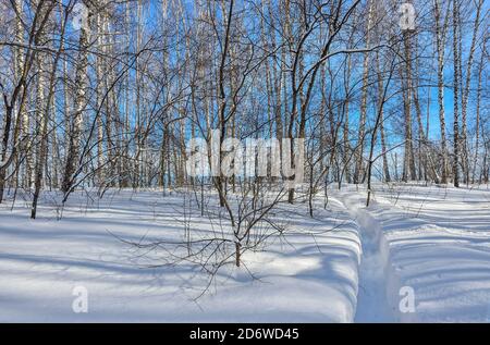 Wunderschöne Winterlandschaft - schmaler Weg in tiefem Schnee führt zu Birkenwald. Weißer klarer Schnee, weiße Birkenstämme mit Sonnenlicht auf hellem Licht Stockfoto