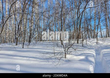 Wunderschöne Winterlandschaft - schmaler Weg in tiefem Schnee führt zu Birkenwald. Weißer klarer Schnee, weiße Birkenstämme mit Sonnenlicht auf hellem Licht Stockfoto