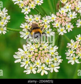 Bombus Terrestre bestäubt mit einer Blume im Figgate Park Edinburgh, Schottland, Großbritannien Stockfoto