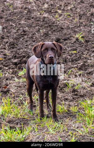 labrador springer Spaniel Cross, Labradinger, springerdor, springador, Schütze, Hundeausbildung, bemannt besten Freund Stockfoto