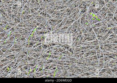 Junge Triebe einer Kletterpflanze mit blühenden Knospen. Hintergrund der trockenen Äste der Withe. Textur der trockenen Reben im spr Stockfoto