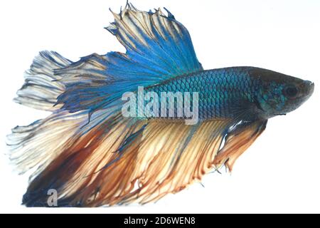 Bild eines kämpfenden Fisches isoliert auf weißem Hintergrund. (Betta splendens) Stockfoto