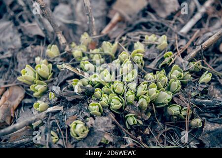 Sprossen wachsen in einem Wald. Es gibt Baumrinde, Kiefernnadeln und trockene Blätter Stockfoto