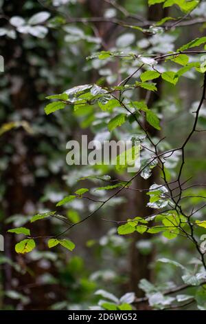 Kastanienbäume im Naturdenkmal der Secuoyas von Monte Cabezón. Kantabrien. Spanien Stockfoto