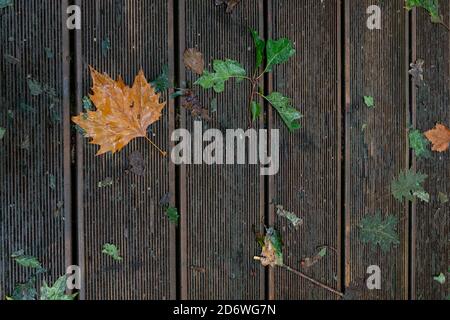 Boden der Herbstblätter auf Holz im Naturdenkmal der Secuoyas von Monte Cabezón. Kantabrien. Spanien Stockfoto