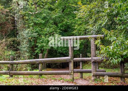 Kastanienbäume im Naturdenkmal der Secuoyas von Monte Cabezón. Kantabrien. Spanien Stockfoto