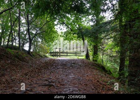 Kastanienbäume im Naturdenkmal der Secuoyas von Monte Cabezón. Kantabrien. Spanien Stockfoto