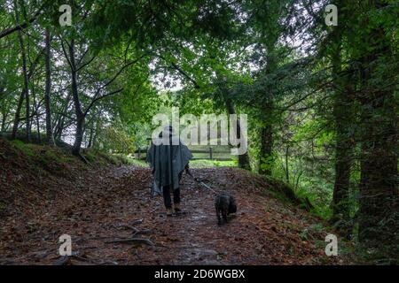 Mann, der mit Hund unter Kastanienbäumen im Naturdenkmal der Secuoyas von Monte Cabezón spazierengeht. Kantabrien. Spanien Stockfoto