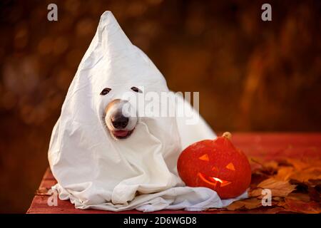 Lustige Hund in einem Blatt als Geist mit einem Brennender Kürbis an Halloween Abend Stockfoto